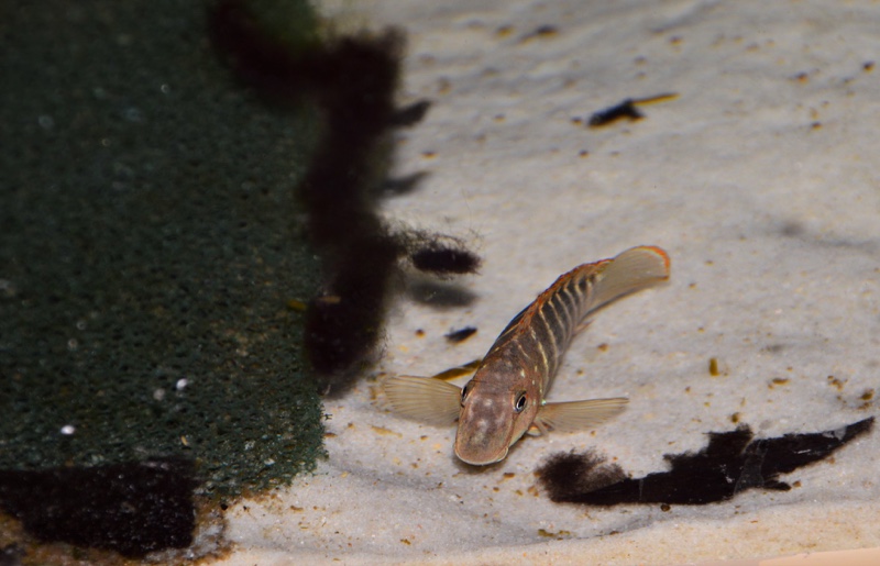 Eretmodus marksmithi 'Mzungu Beach'